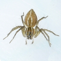 Oxyopes salticus