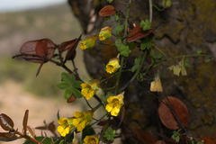 Tropaeolum brachyceras