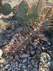 Opuntia tortispina