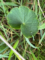 Hydrocotyle bonplandii