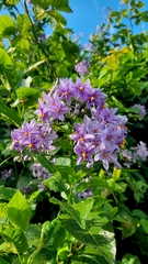 Solanum crispum