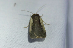 Ochropleura