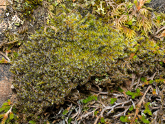 Racomitrium