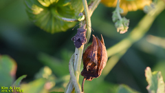 Acanthocoris sordidus