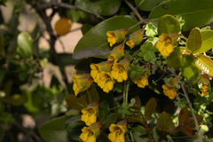 Tropaeolum brachyceras