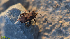 Acanthocoris sordidus