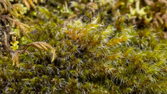 Racomitrium