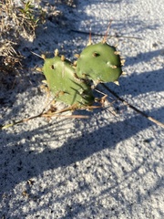 Opuntia austrina