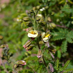 Pomaria pilosa
