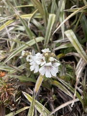 Euphrasia gibbsiae