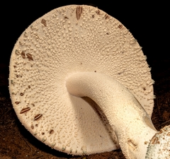 Amanita pelioma