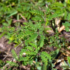 Pomaria pilosa