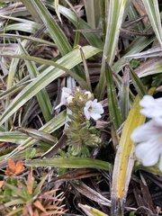 Euphrasia gibbsiae