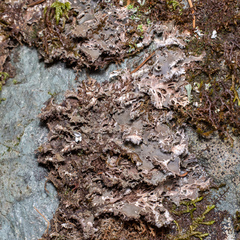 Peltigera collina
