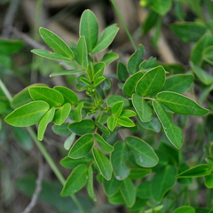Senna corymbosa