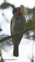 Pachyramphus aglaiae