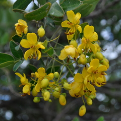 Senna corymbosa