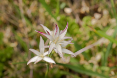 Leucocoryne alliacea