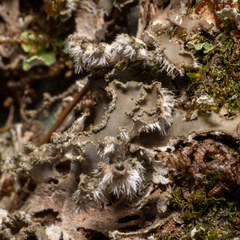Peltigera collina