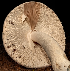 Amanita pelioma