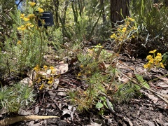 Stylidium dichotomum