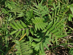 Senna occidentalis