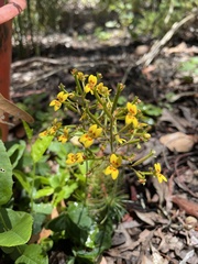 Stylidium dichotomum