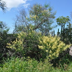 Senegalia bonariensis