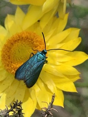 Pollanisus viridipulverulenta