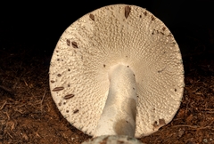 Amanita pelioma