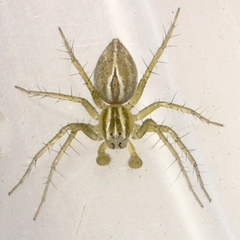 Oxyopes salticus