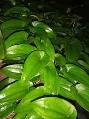 Dioscorea transversa