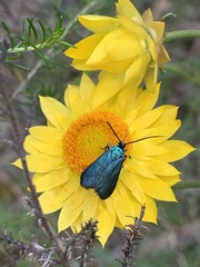 Pollanisus viridipulverulenta