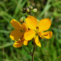 Senna occidentalis