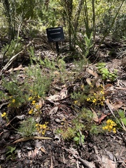 Stylidium dichotomum