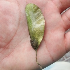 Tipuana tipu