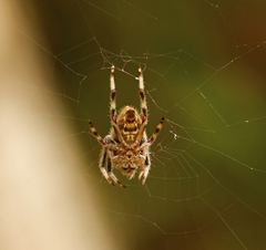 Hortophora