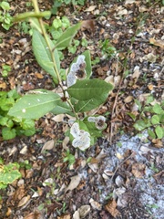 Beauveria bassiana