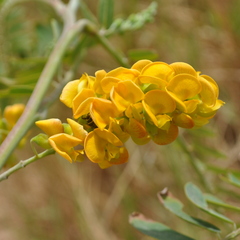 Sesbania virgata