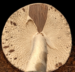 Amanita pelioma