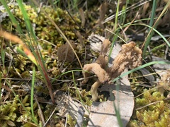 Clavulina vinaceocervina