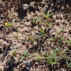 Stylosanthes