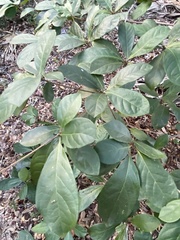 Petiveria alliacea