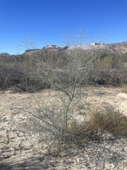Parkinsonia texana texana