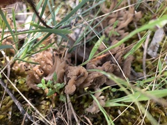 Clavulina vinaceocervina