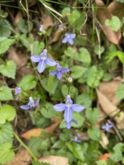 Lobelia trigonocaulis