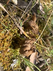 Clavulina vinaceocervina