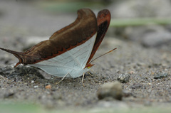 Marpesia zerynthia
