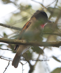 Pachyramphus aglaiae