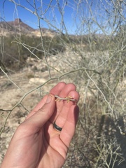 Parkinsonia texana texana